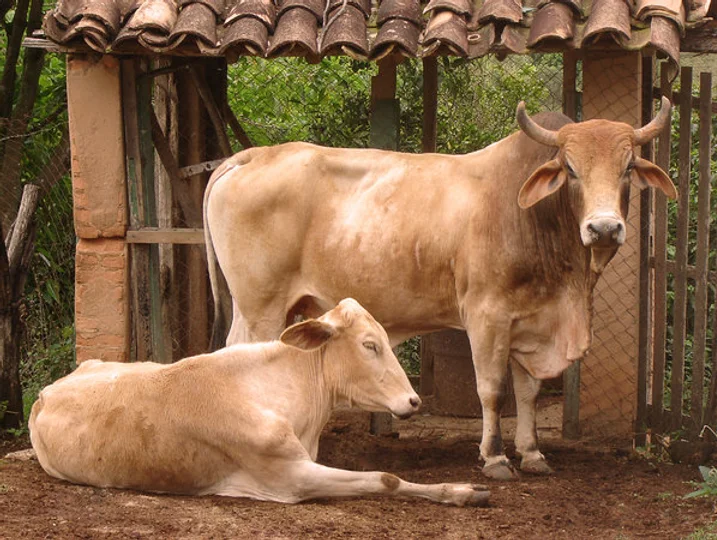Bull and Cow – A Poem By Bhaktimarga Swami